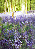 Acrylic painting of Bluebells on Ranmore Common by artist Trevor Heath