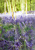 Bluebells, Ranmore Common painted by artist Trevor Heath